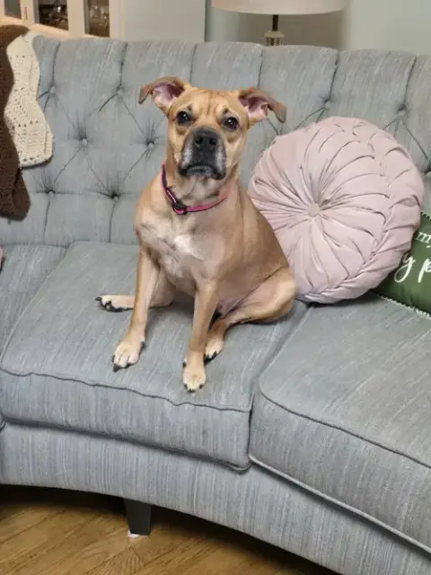 Sheba photo 2