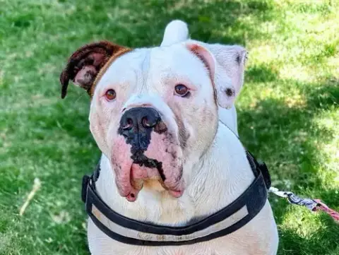 Hercules