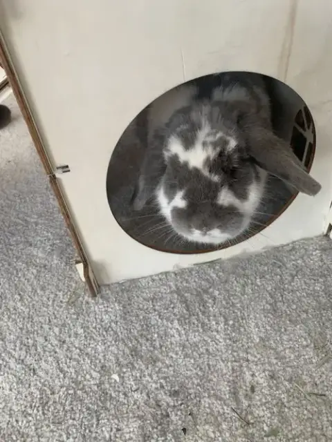 Ricotta