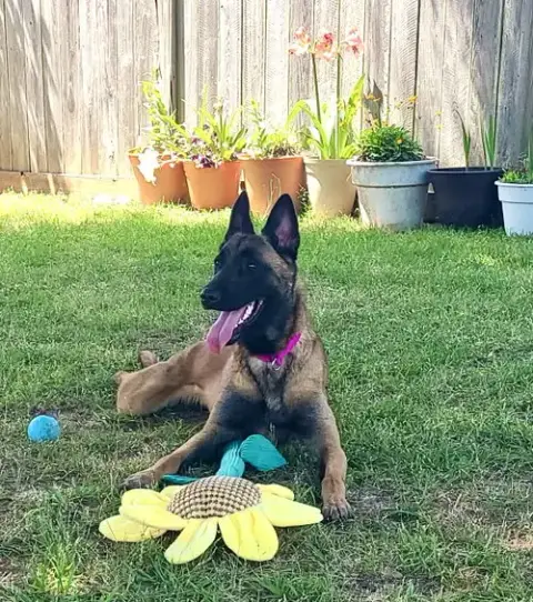 Luci