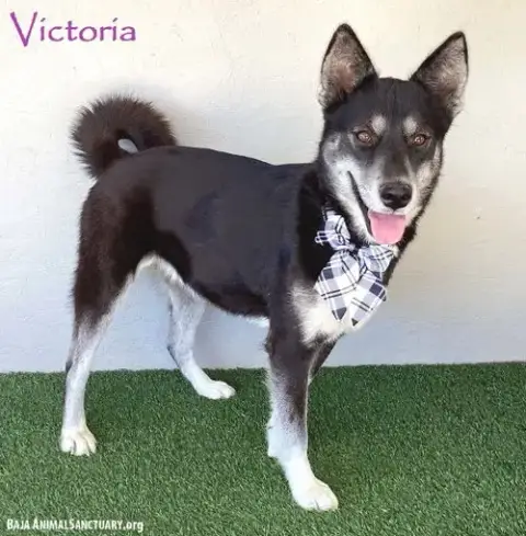 Victoria