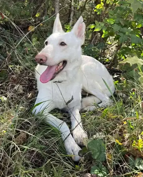 Sugar:   Not At The Shelter photo 3