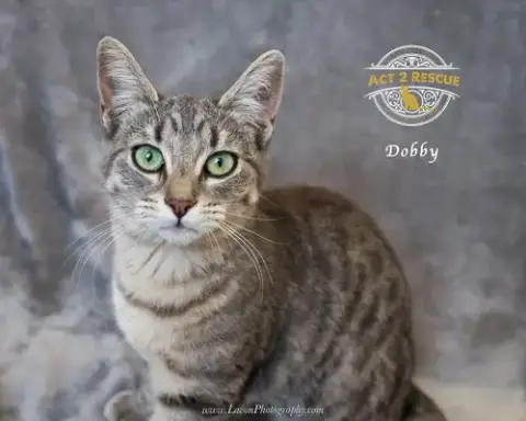 Dobby photo 3
