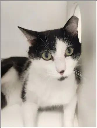 Sylvester