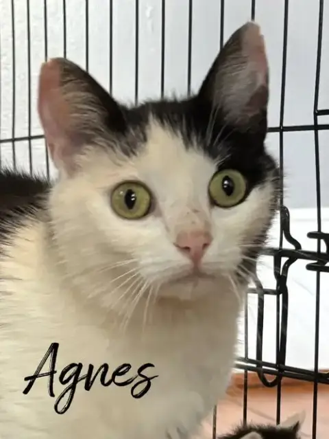 Agnes