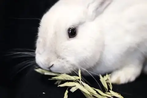 Olaf photo 4