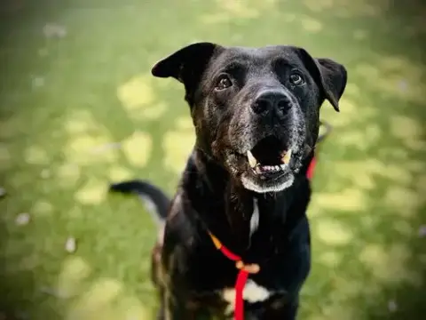 Tyson