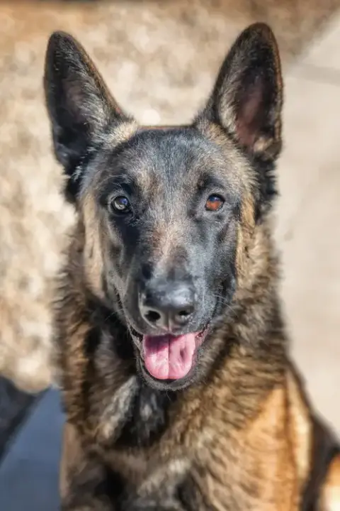 Archie