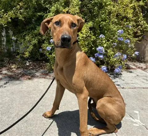 Scooby Doo