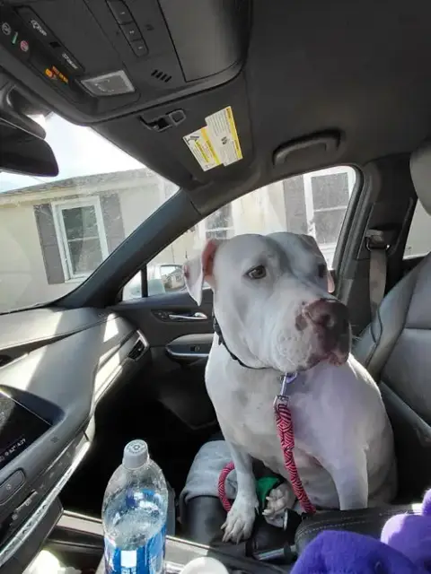 Sadie Mae photo 4