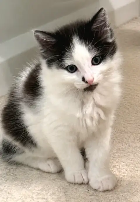 Paxton