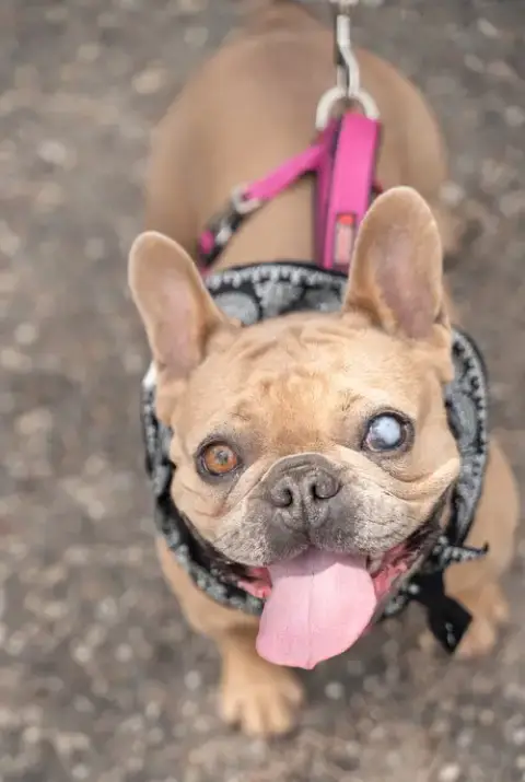 Patita