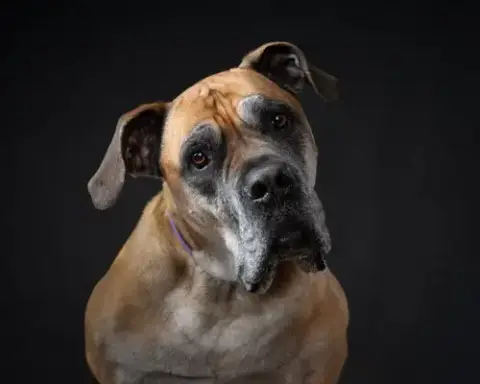 Isla