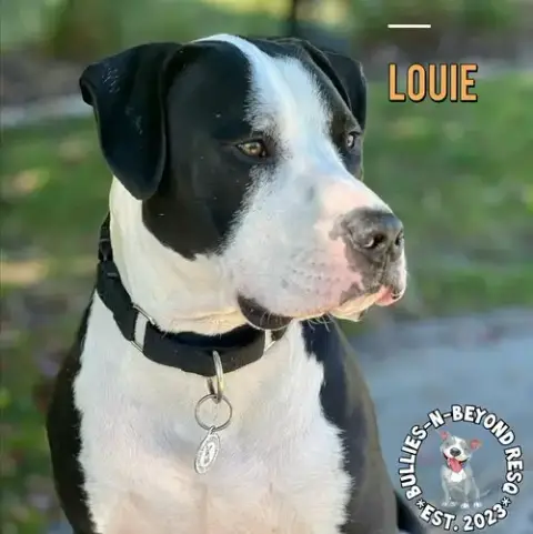 Louie photo 2