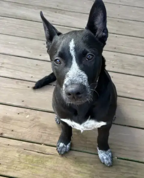 Cleo