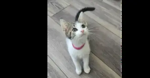 Fiona