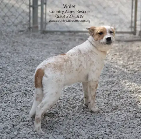 Violet photo 4