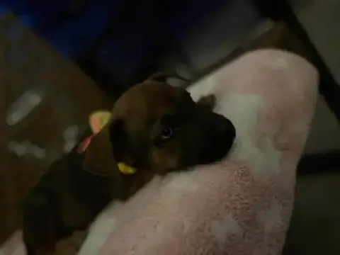 Pepper photo 4