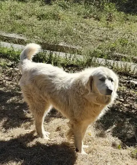 Sofie photo 3