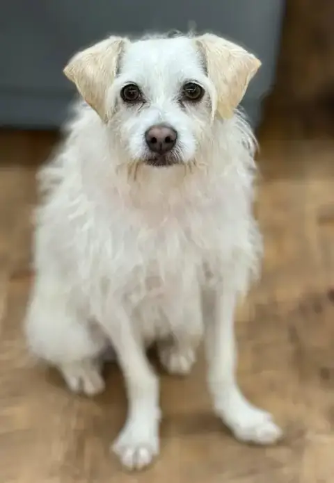 Benji photo 3
