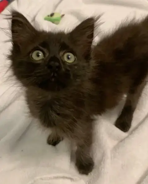 Apollo