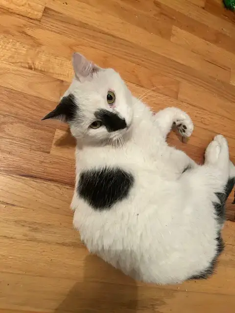Patches