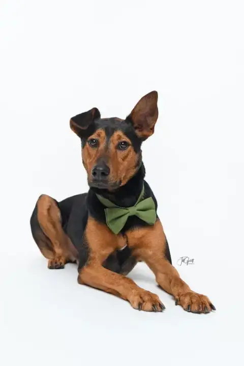 Ziggy photo 2