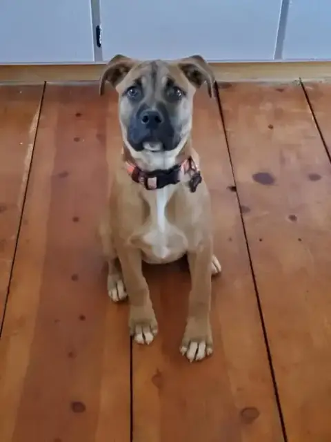 Nala photo 4
