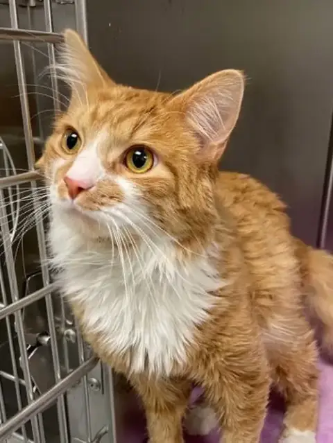 Simba