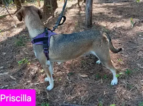Priscilla photo 5