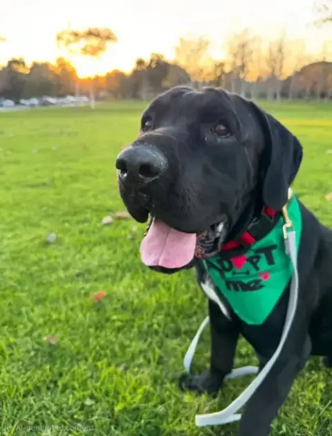 Dudley-Special Needs photo 4