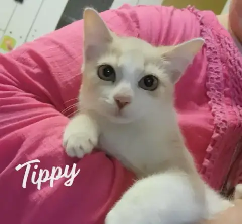 Tippy #Tunnel-Whiz