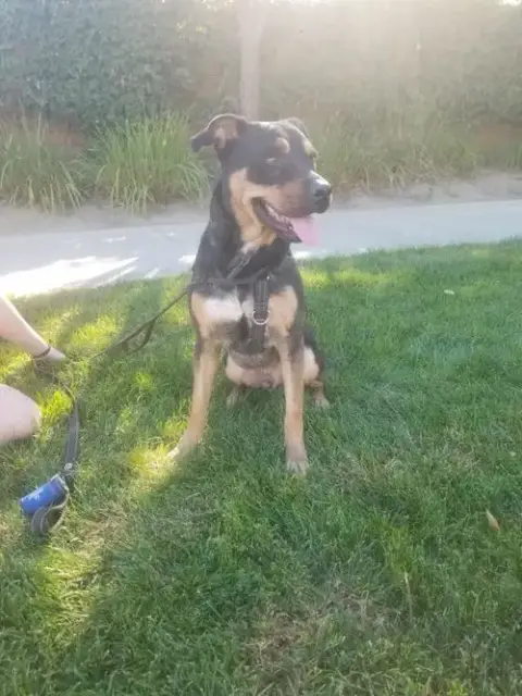 Tyson photo 2
