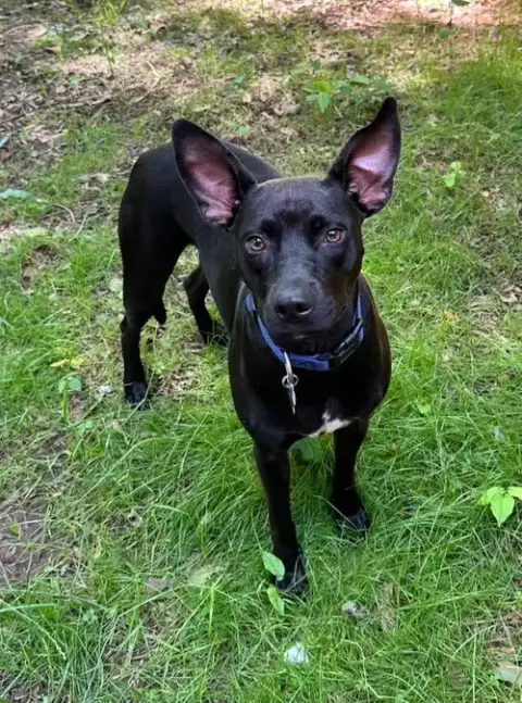 Brandy photo 2