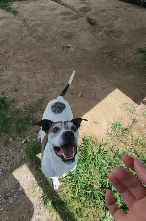 Tyson photo 4