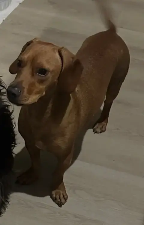 Odie