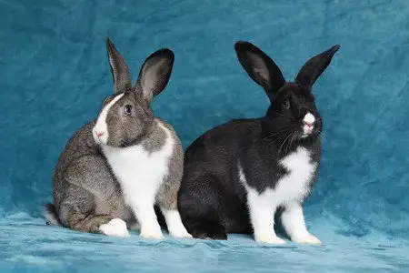 Peanut photo 2