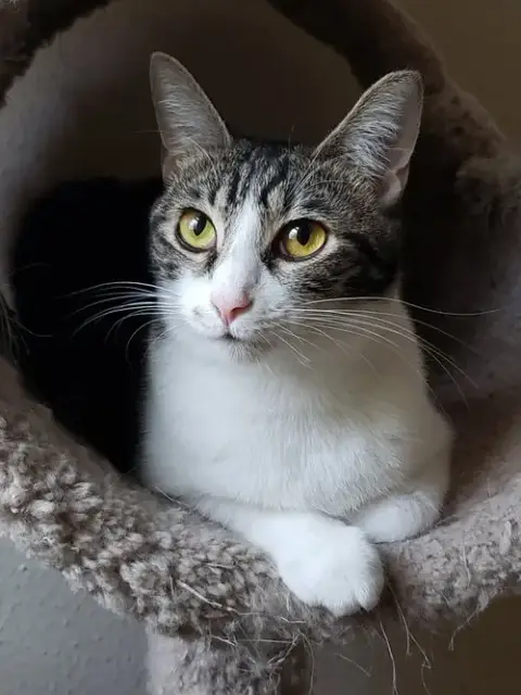 Sharleen #Stunning-Whiskers photo 2