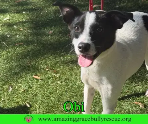 Obi