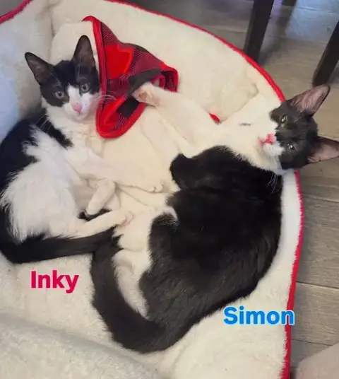 Simon photo 4