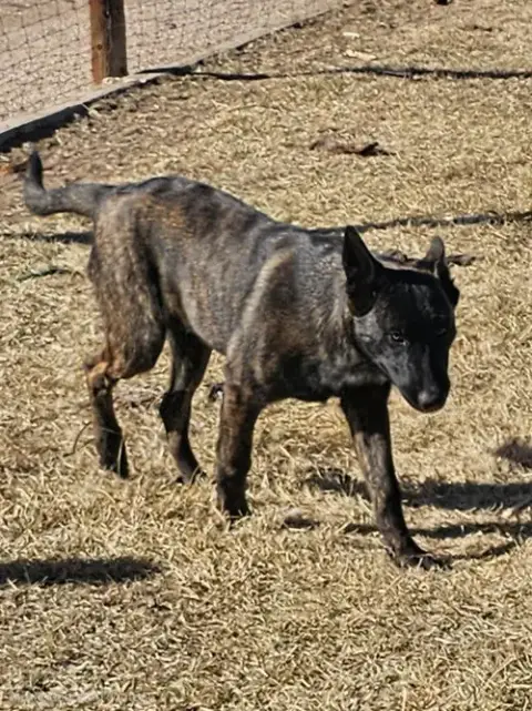 The River Pups- Mesquite In Nm Fka Romeo photo 4