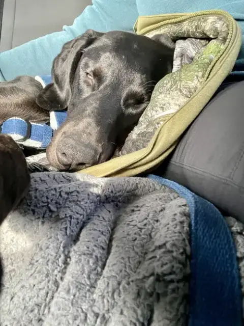 Onyx photo 3