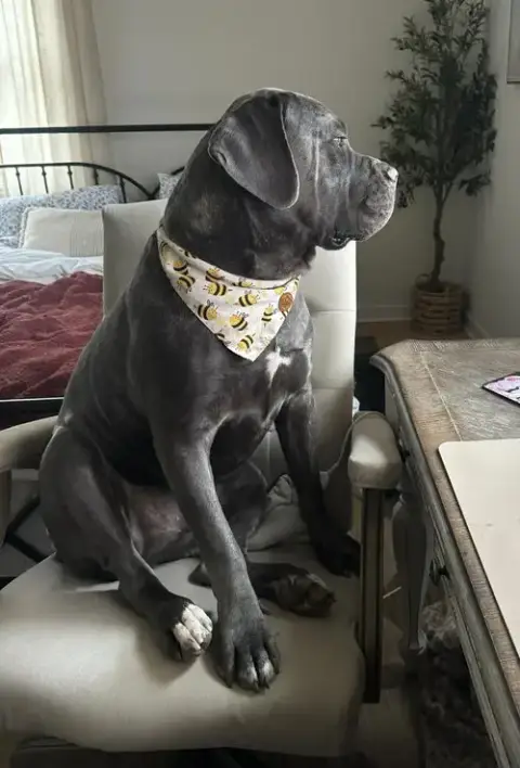 Hendrix photo 3