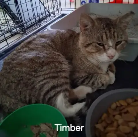 Timber photo 3