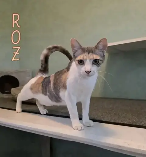 Roz photo 4