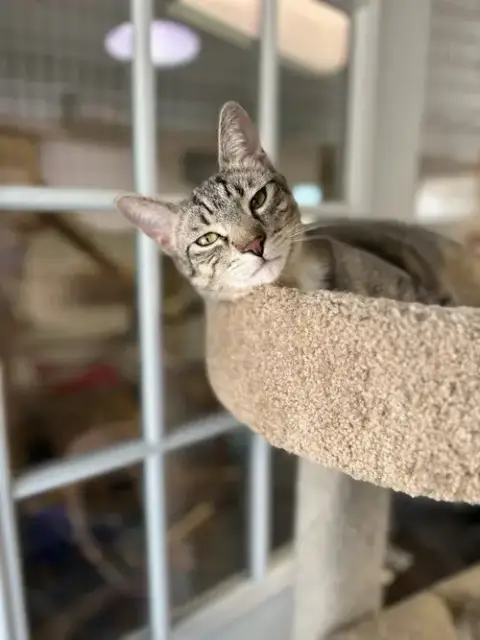 Jax