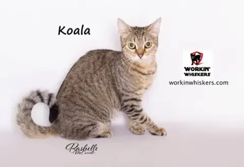 Koala photo 4