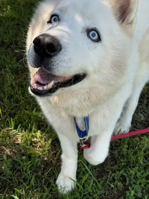 Nova