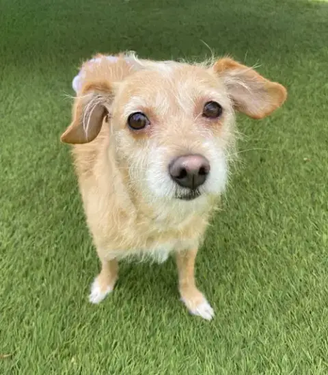 Maude