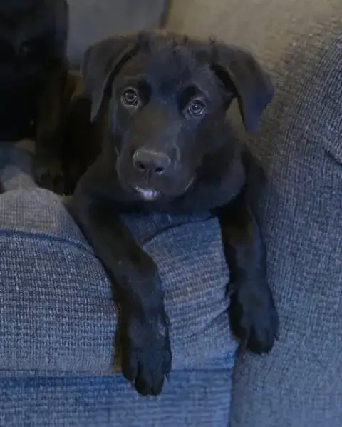 Jake
